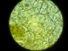 Ramsbottomia crechqueraultii