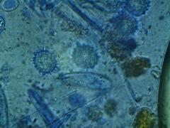 Ramsbottomia crechqueraultii