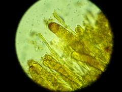 Ramsbottomia crechqueraultii