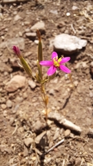 Centaurium cachanlahuen