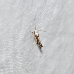 Lichenaula laniata