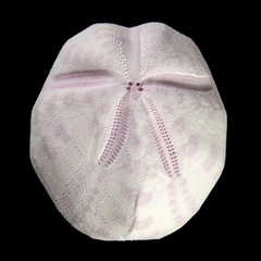 Protenaster australis