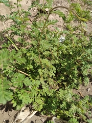 Tagetes zypaquirensis