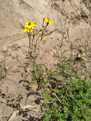 Tagetes zypaquirensis