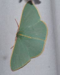 Chlorocoma assimilis