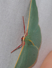 Chlorocoma assimilis