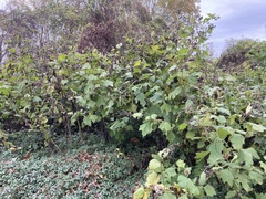 Smallanthus uvedalia