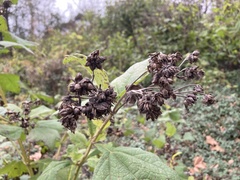 Smallanthus uvedalia