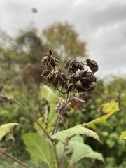 Smallanthus uvedalia