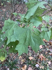 Smallanthus uvedalia