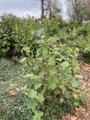 Smallanthus uvedalia