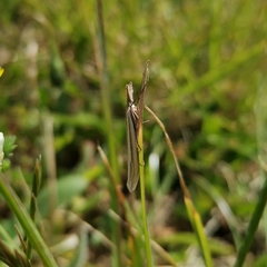 Fernandocrambus