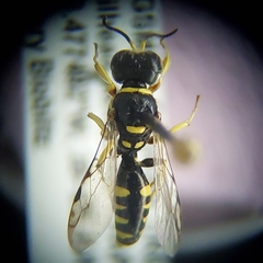 Crossocerus nitidiventris