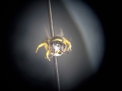 Crossocerus nitidiventris