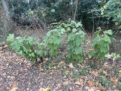 Smallanthus uvedalia