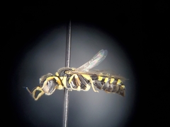 Crossocerus nitidiventris