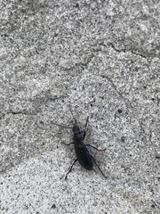 Laemostenus complanatus