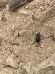 Laemostenus complanatus