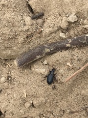 Laemostenus complanatus