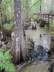 Taxodium distichum