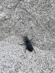 Laemostenus complanatus