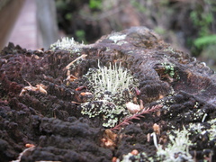 Fungi