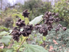 Smallanthus uvedalia