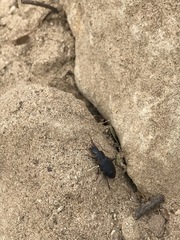 Laemostenus complanatus