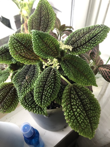 Pilea mollis