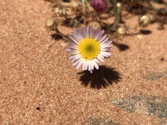 Erigeron religiosus