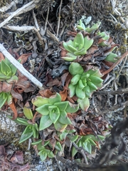 Dudleya caespitosa