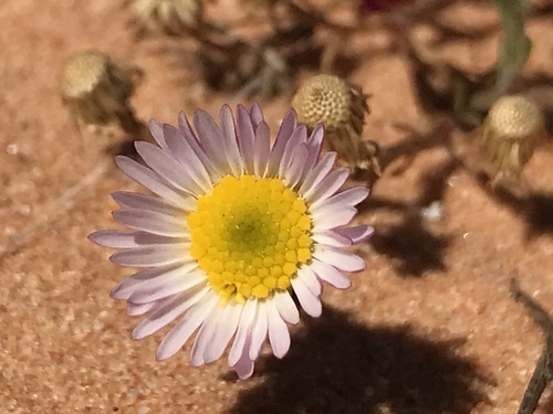 Clear Creek fleabane (Erigeron religiosus)