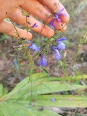 Salvia azurea azurea