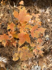 Acer leucoderme