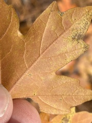 Acer leucoderme