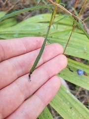Salvia azurea azurea