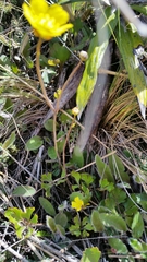 Ranunculus multiscapus