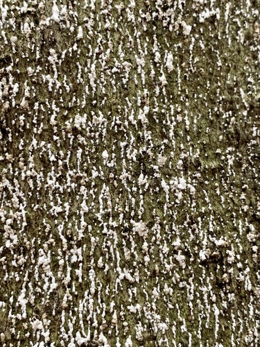 Cryptococcus fagisuga Lindinger, 1936