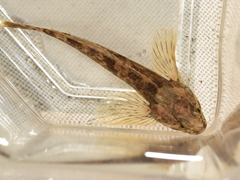 Cottus gulosus