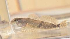 Cottus gulosus