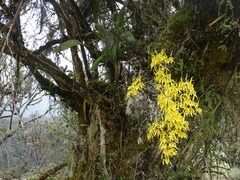 Cyrtochilum pardinum