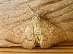 Psara dryalis