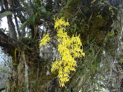 Cyrtochilum pardinum