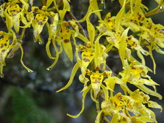 Cyrtochilum pardinum