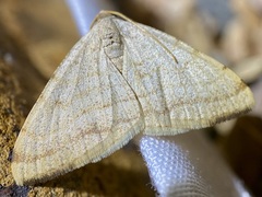 Taeniogramma octolineata