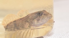 Cottus gulosus