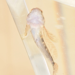 Cottus gulosus