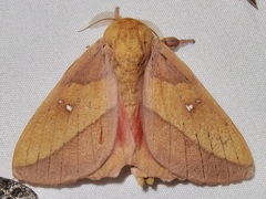 Syssphinx montana