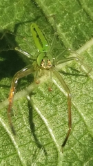 Lyssomanes pauper