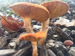 Basidiomycota